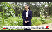 nuoro tra erbacce e incuria sos parchi stiamo intervenendo
