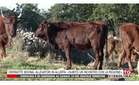 dermatite bovina allevatori in allerta subito un incontro con la regione