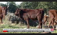 dermatite bovina allevatori in allerta subito un incontro con la regione