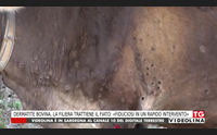 dermatite bovina la filiera trattiene il fiato fiduciosi in un rapido intervento