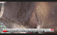 dermatite bovina la filiera trattiene il fiato fiduciosi in un rapido intervento