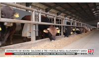 dermatite dei bovini salgono a tre i focolai negli allevamenti sardi