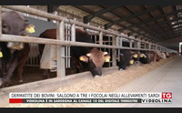 dermatite dei bovini salgono a tre i focolai negli allevamenti sardi