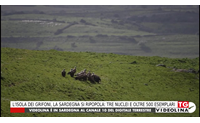 l isola dei grifoni la sardegna si ripopola tre nuclei e oltre 500 esemplari