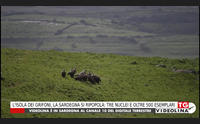 l isola dei grifoni la sardegna si ripopola tre nuclei e oltre 500 esemplari