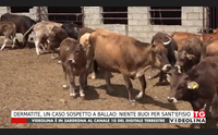 dermatite un caso sospetto a ballao niente buoi per sant efisio