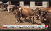 dermatite un caso sospetto a ballao niente buoi per sant efisio