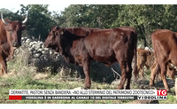 dermatite pastori senza bandiera no allo sterminio del patrimonio zootecnico