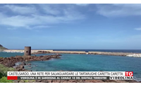 castelsardo una rete per salvaguardare le tartarughe caretta caretta