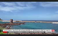 castelsardo una rete per salvaguardare le tartarughe caretta caretta