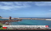 castelsardo una rete per salvaguardare le tartarughe caretta caretta