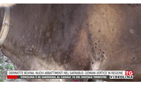 dermatite bovina nuovi abbattimenti nel sarrabus domani vertice in regione