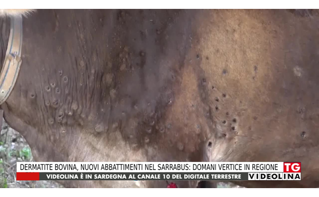 dermatite bovina nuovi abbattimenti nel sarrabus domani vertice in regione