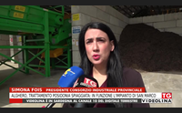 alghero trattamento posidonia spiaggiata in funzione l impianto di san marco