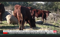 dermatite province in campo per la sanificazione 5000 animali in stalla