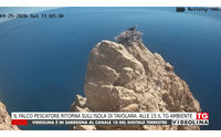 il falco pescatore ritorna sull isola di tavolara alle 15 il tg ambiente