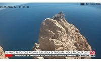 il falco pescatore ritorna sull isola di tavolara nidi e raccolta dati