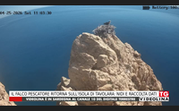 il falco pescatore ritorna sull isola di tavolara nidi e raccolta dati
