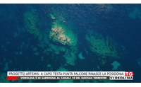 progetto artemis a capo testa punta falcone rinasce la posidonia