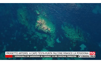 progetto artemis a capo testa punta falcone rinasce la posidonia