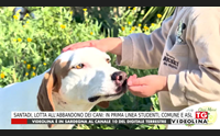 santadi lotta all abbandono dei cani in prima linea studenti comune e asl