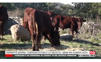 dermatite bovina confagricoltura e lo sblocco bene ma guardia alta
