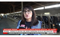 ardara dermatite bovina nel nord sardegna via alle vaccinazioni
