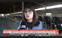 ardara dermatite bovina nel nord sardegna via alle vaccinazioni