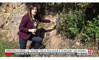 mandorla sarda la filiera ha la sua legge e 15 milioni un sogno
