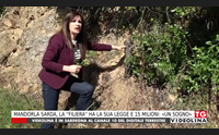 mandorla sarda la filiera ha la sua legge e 15 milioni un sogno