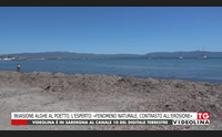 invasione alghe al poetto l esperto fenomeno naturale contrasto all erosione