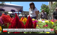 collinas celebra la primavera tra fiori motori e tradizioni sarde