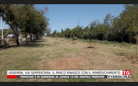 assemini via serpentara il parco rinasce con il rimboschimento
