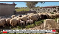 nord sardegna scatta il piano straordinario per sterilizzare i cani da pastore