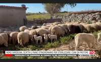 nord sardegna scatta il piano straordinario per sterilizzare i cani da pastore