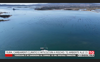 olbia cambiamenti climatici e miticoltura a rischio tg ambiente alle 15