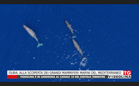 olbia alla scoperta dei grandi mammiferi marini del mediterraneo