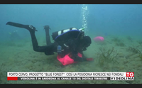 porto cervo progetto blue forest cos la posidonia ricresce nei fondali