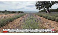 telti il campo viola 15mila piante di lavanda nel cuore della gallura