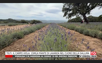 telti il campo viola 15mila piante di lavanda nel cuore della gallura