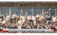 parco di molentargius spettacolo per la schiusa delle uova dei fenicotteri