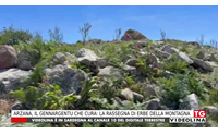 arzana il gennargentu che cura la rassegna di erbe della montagna