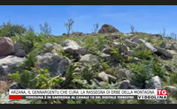 arzana il gennargentu che cura la rassegna di erbe della montagna