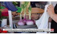 san giovanni suergiu la sagra della cipolla tra biodiversit e cultura