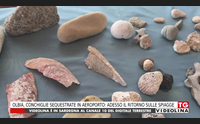 olbia conchiglie sequestrate in aeroporto adesso il ritorno sulle spiagge