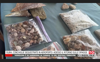 olbia conchiglie sequestrate in aeroporto adesso il ritorno sulle spiagge