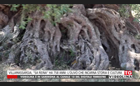 villamassargia sa reina ha 758 anni l olivo che incarna storia e cultura