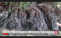 villamassargia sa reina ha 758 anni l olivo che incarna storia e cultura