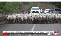 laconi desulo il rito della transumanza ravviva radici e territorio