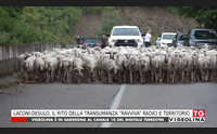 laconi desulo il rito della transumanza ravviva radici e territorio
